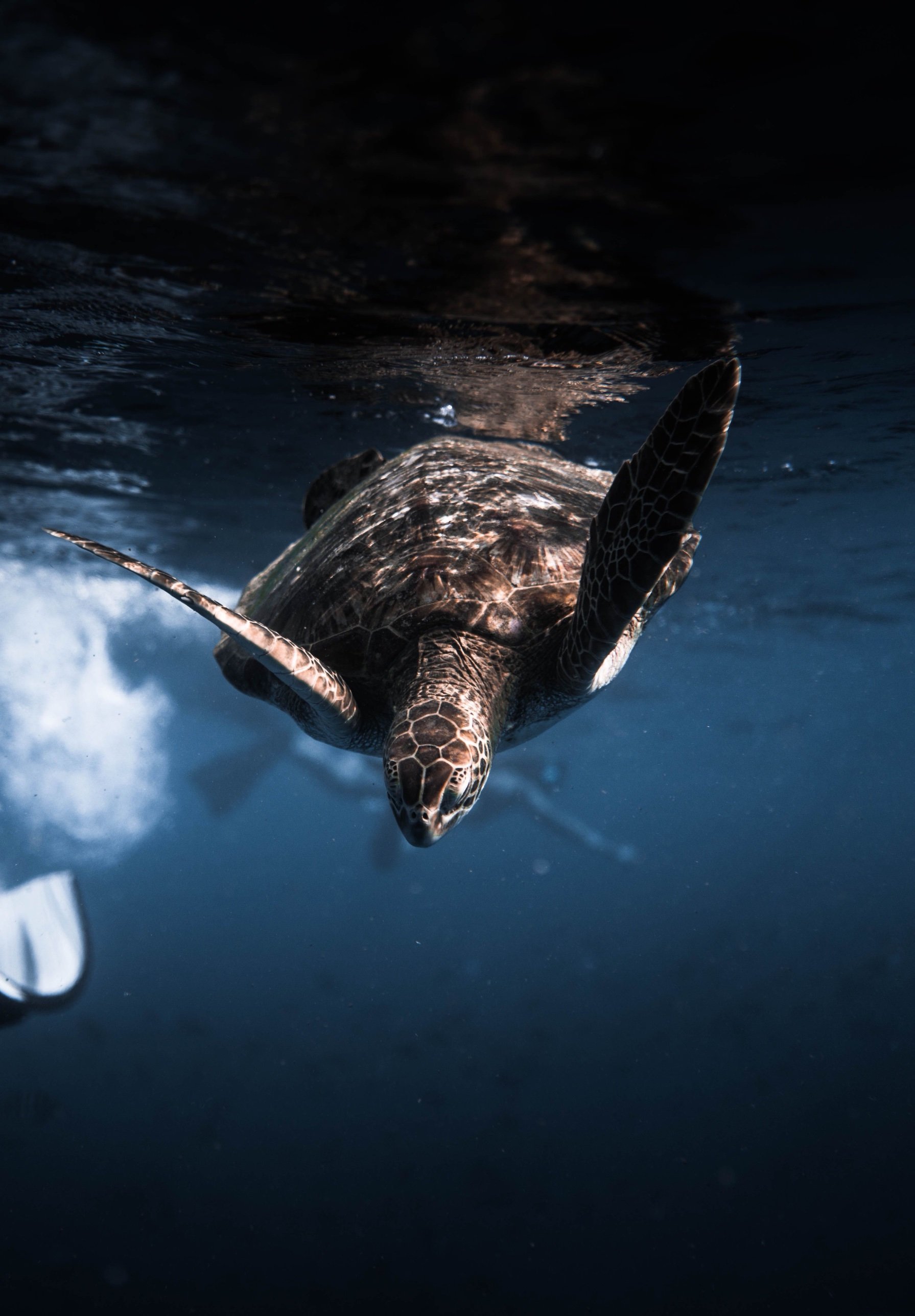 Una tortuga verde buceando bajo la superficie del mar
