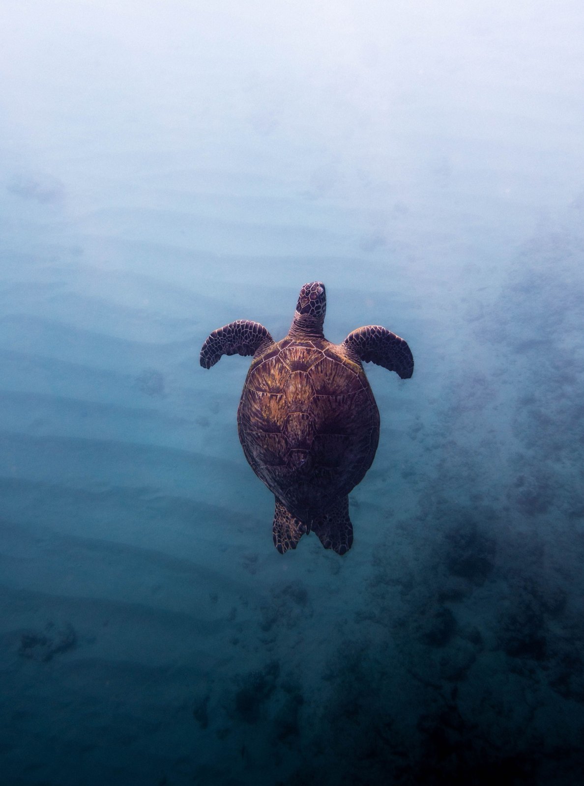 Una tortuga verde nadando sobre un fondo de arena, vista desde arriba